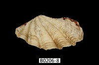 藏品(長硨磲蛤)的圖片